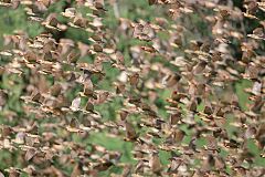 Red-billed Quelea